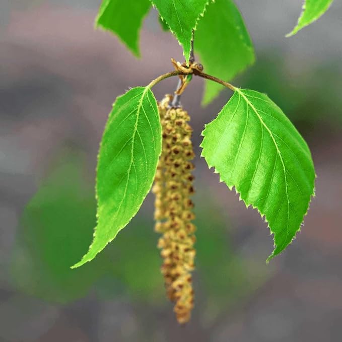 Sinesia | Take a Nap Nourishing Face Cream (1.7 oz) | Anti-Aging Face Moisturizer for Deep Hydration | Anti Wrinkle Firming Facial Cream | Skin-Tightening Overnight Cream With Shea & Cocoa Butter