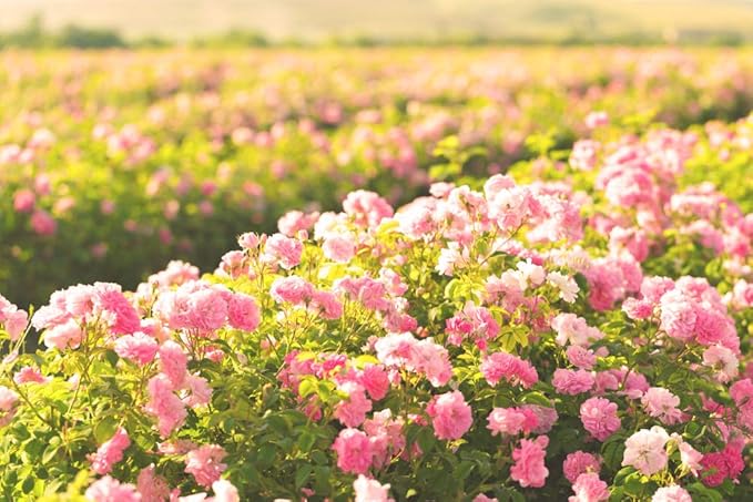 Thracian Bio Rosa Damascena Facial Mask, Natural Gentle Cleansing Clay Mask with Zinc and Bio Bulgarian Rose Water for Blackheads, Acne, Large Pores, Oily Skin, 100 ml, 3.4 Fl Oz