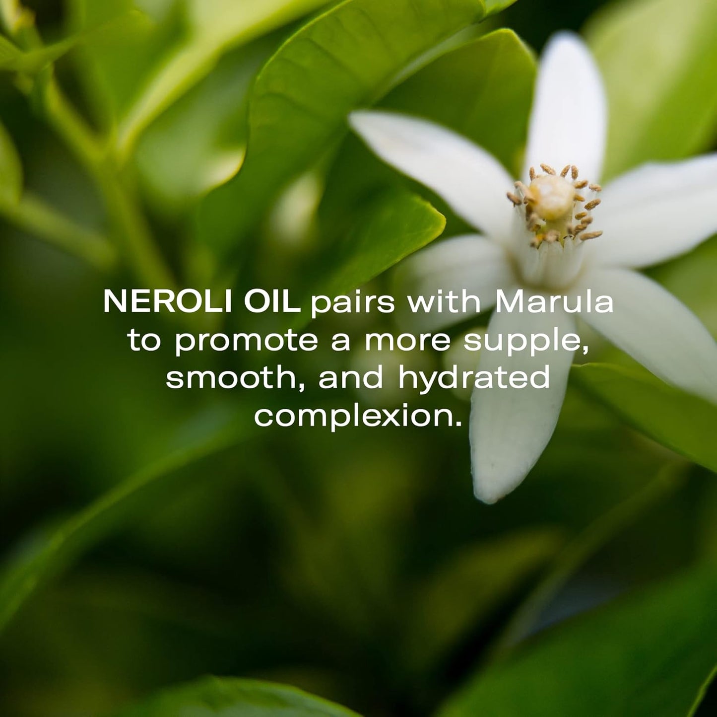 Odacité Anti Aging Serum Concentrate with Marula + Neroli, Elasticity Glow Recipe - Facial Oil for Hydration, Skin Texture & Visibly Smoother and More Supple Skin, 0.17 fl. oz