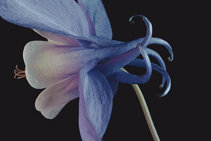 AGELESS NIGHT CREAM: Anti Aging Face Cream, Creme Riche, Hyaluronic Acid, Bakuchiol Retinol Alternative, Matrixyl 3000, Squalane, High And Low Molecular Weight Hyaluronic Acid.