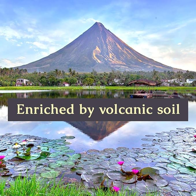 Pure Pili ORGANIC Pili Oil For Skin, Hair, Face, Nails, Beard & Cuticles -100% Volcanic Enriched Anti Aging, Anti Wrinkle, Cold Pressed Moisturizer, 30 ml