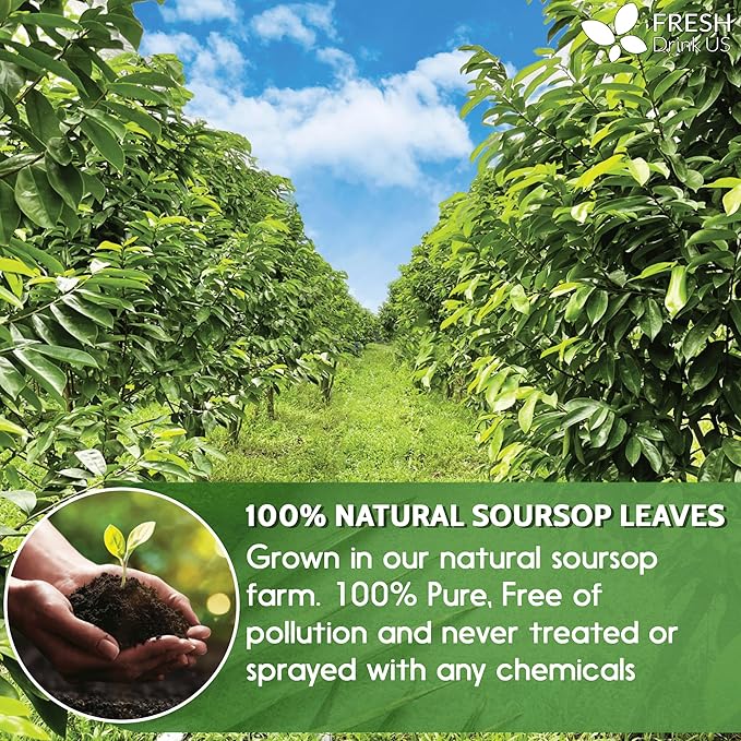 120+ Premium Soursop Graviola Dried Leaves, 120-130 Natural Leaves, Whole Soursop Leaves, Wildcrafted, Graviola, Soursop, Hoja Guanabana, Soursop Loose Leaf Herbal Tea, No Gluten, Vegan